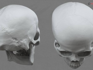 skull 3D Model