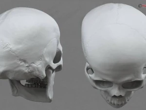 skull 3D Model