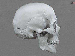 skull 3D Model
