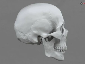 skull 3D Model