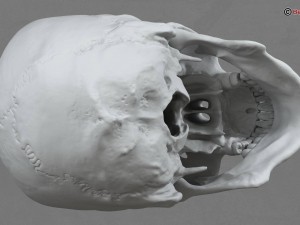 skull 3D Model