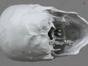 skull 3D Model
