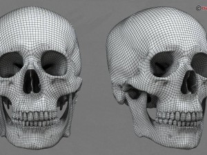 skull 3D Model