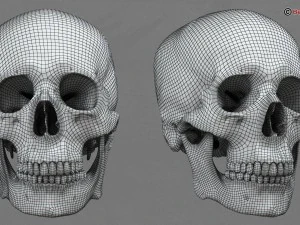 skull 3D Model