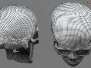 skull 3D Model