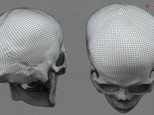 skull 3D Model