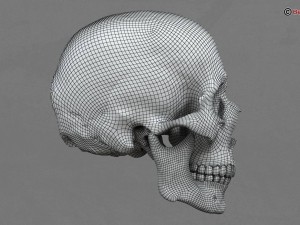 skull 3D Model