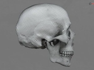 skull 3D Model