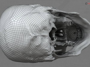 skull 3D Model