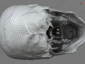 skull 3D Model