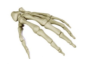 hand skeleton Model 3D