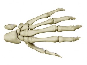 hand skeleton 3D 모델
