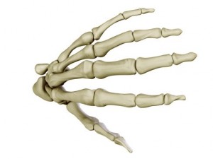 hand skeleton 3D 모델