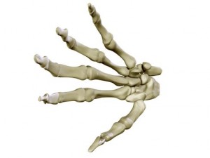 hand skeleton 3D 모델
