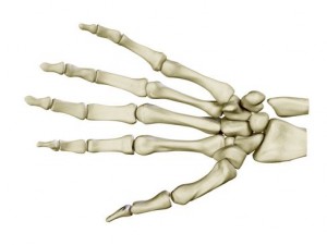 hand skeleton 3D 모델