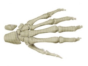 hand skeleton 3D 모델