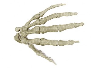 hand skeleton 3D 모델