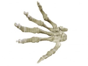 hand skeleton 3D 모델