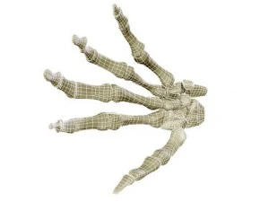 hand skeleton 3D Model