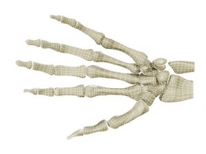 hand skeleton 3D 모델