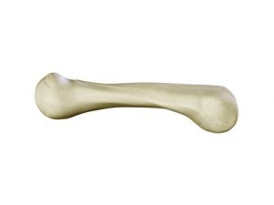 hand skeleton 3D 모델
