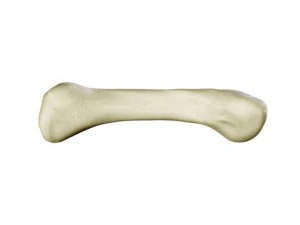 hand skeleton 3D Model