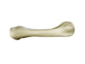hand skeleton 3D 모델