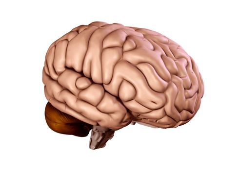 brain 3D Model .c4d .max .obj .3ds .fbx .stl .blend 