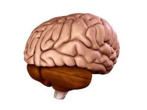 brain 3D Model