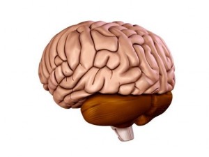 brain 3D Model