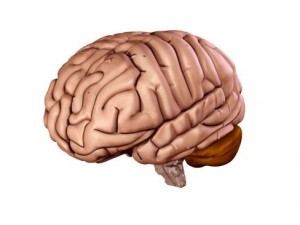brain 3D Model