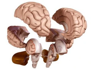brain 3D Model