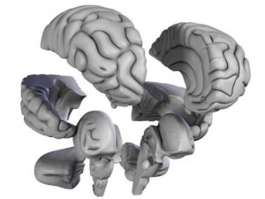 brain 3D Model