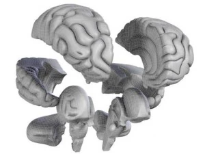 brain 3D Model