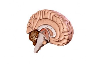 brain 3D Model