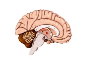 brain 3D Model