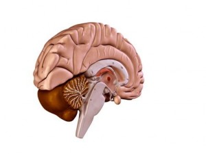 brain 3D Model