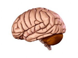 brain 3D Model