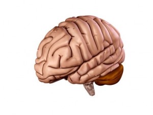 brain 3D Model