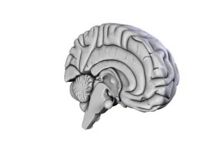 brain 3D Model