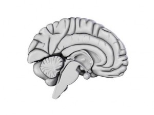 brain 3D Model