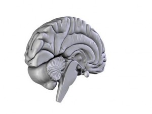 brain 3D Model