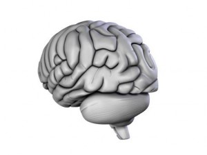 brain 3D Model