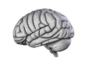 brain 3D Model