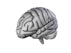 brain 3D Model