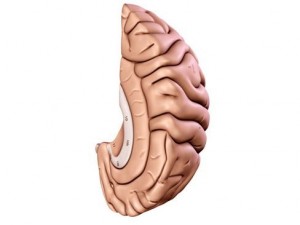 brain 3D Model