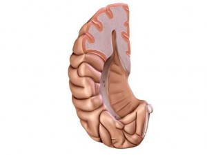 brain 3D Model