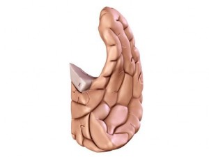 brain 3D Model