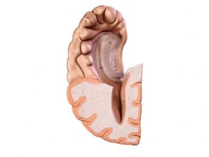 brain 3D Model
