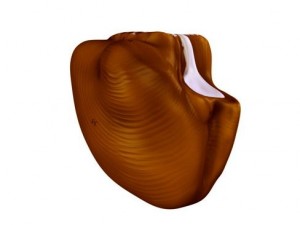 brain 3D Model